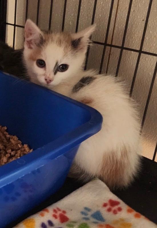 Jennifurr Aniston, a Adoptable mixed breed in Douglasville, GA image 1/3