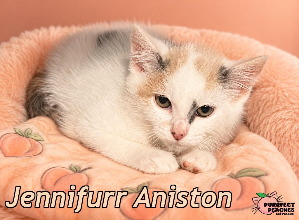 Jennifurr Aniston, a Adoptable mixed breed in Douglasville, GA image 2/3