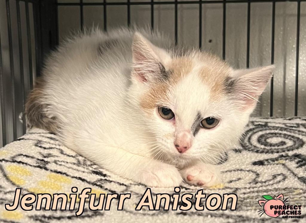 Jennifurr Aniston, a Adoptable mixed breed in Douglasville, GA image 3/3