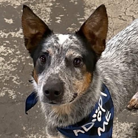 Clyde, Adoptable, Young Male Australian Cattle Dog / Blue Heeler.