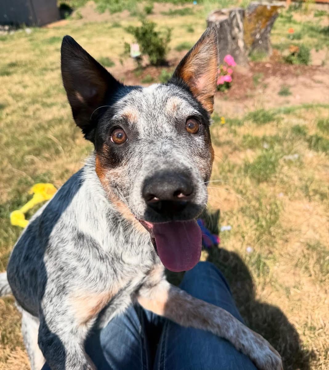 Clyde, a Adoptable Australian Cattle Dog / Blue Heeler in Salem, OR image 3/5