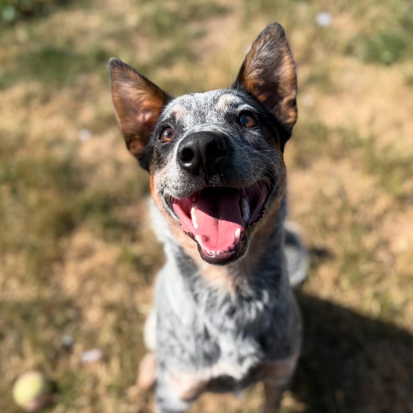 Clyde, a Adoptable Australian Cattle Dog / Blue Heeler in Salem, OR image 2/5