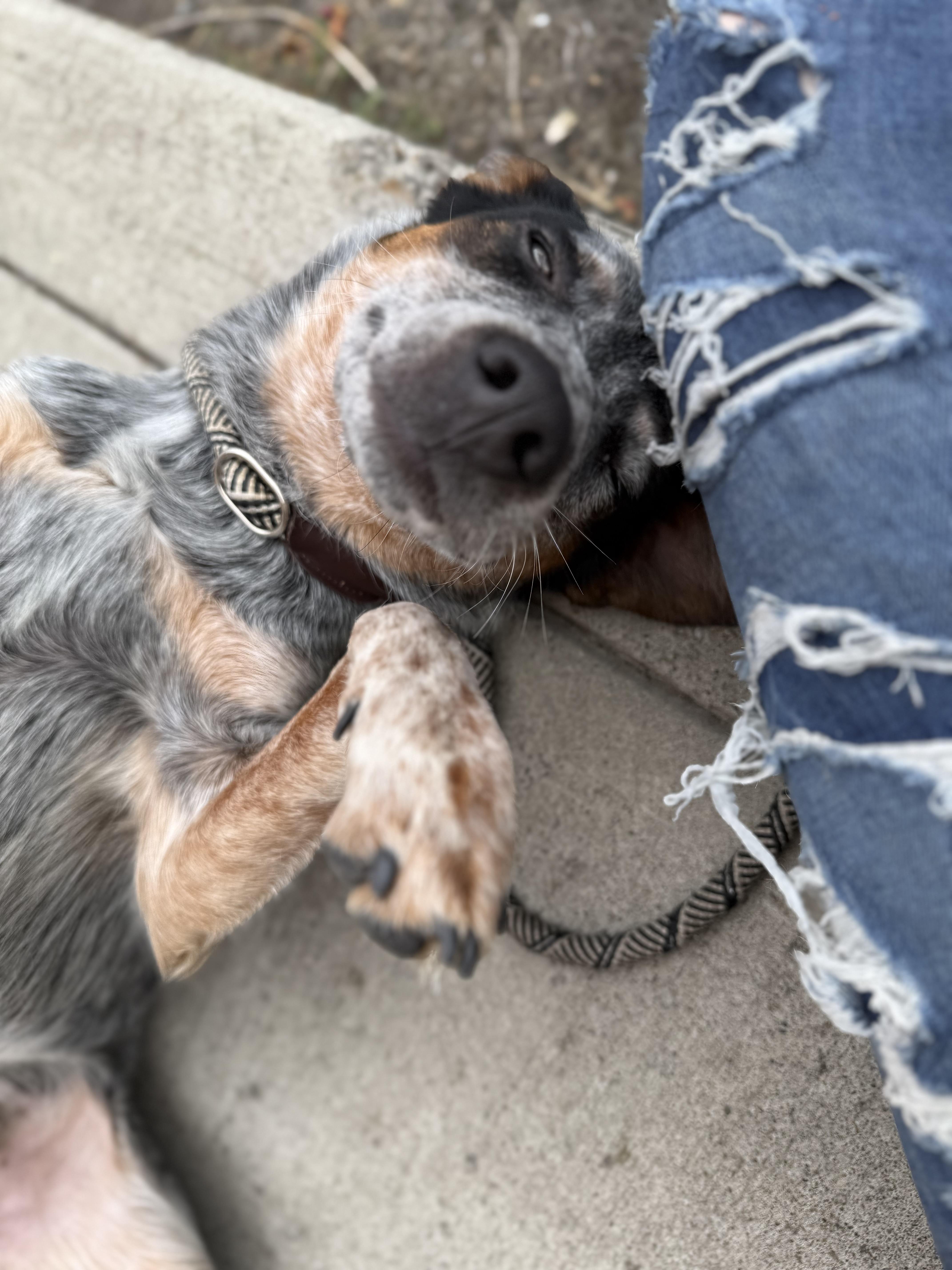 Clyde, a Adoptable Australian Cattle Dog / Blue Heeler in Salem, OR image 4/5