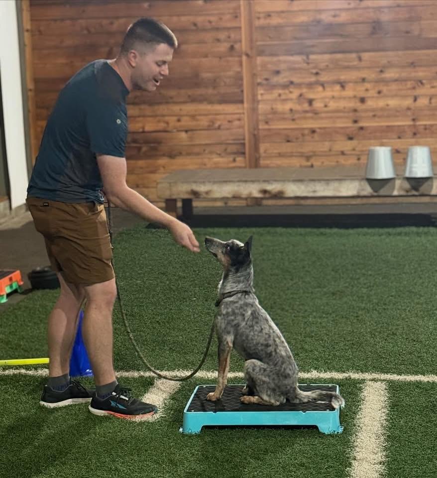 Clyde, a Adoptable Australian Cattle Dog / Blue Heeler in Salem, OR image 5/5