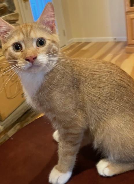 Enlarge Shamrock, a Adopted Domestic Short Hair in Chambersburg, PA image 2/4