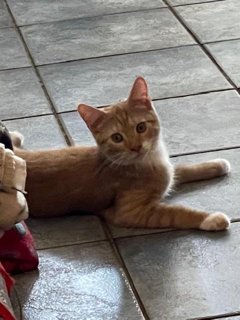 Enlarge Shamrock, a Adopted Domestic Short Hair in Chambersburg, PA image 3/4
