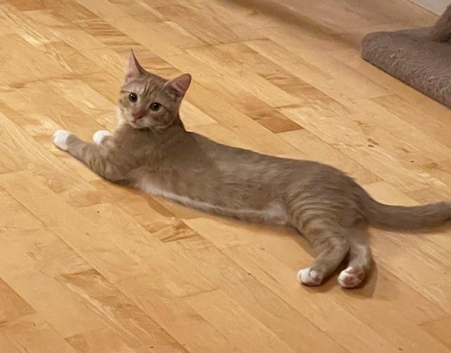 Enlarge Shamrock, a Adopted Domestic Short Hair in Chambersburg, PA image 1/4