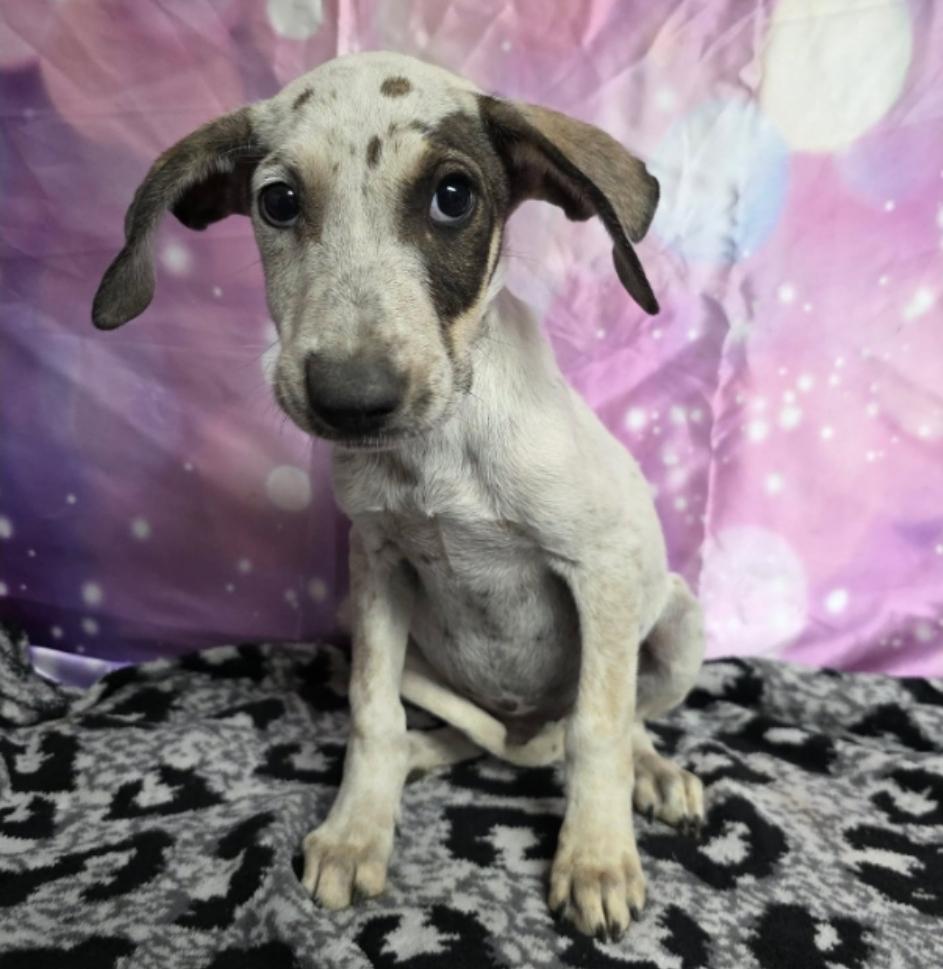 Enlarge Drift, a Adoptable mixed breed in Sedalia, CO image 1/4