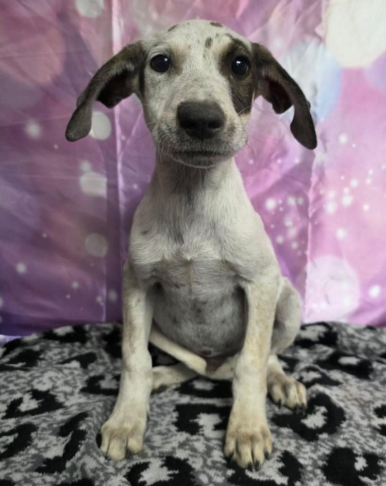 Enlarge Drift, a Adoptable mixed breed in Sedalia, CO image 2/4
