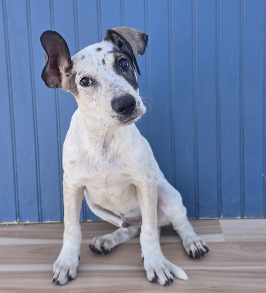 Enlarge Drift, a Adoptable mixed breed in Sedalia, CO image 3/4