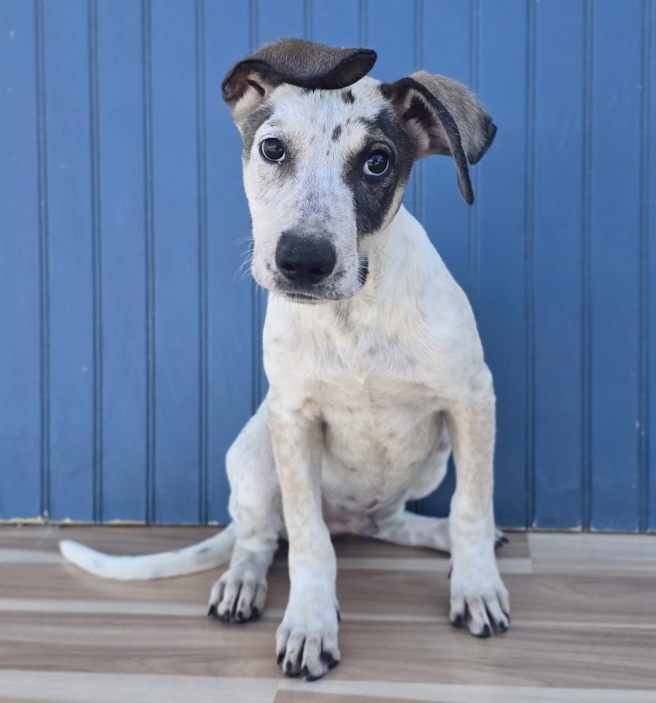 Enlarge Drift, a Adoptable mixed breed in Sedalia, CO image 4/4