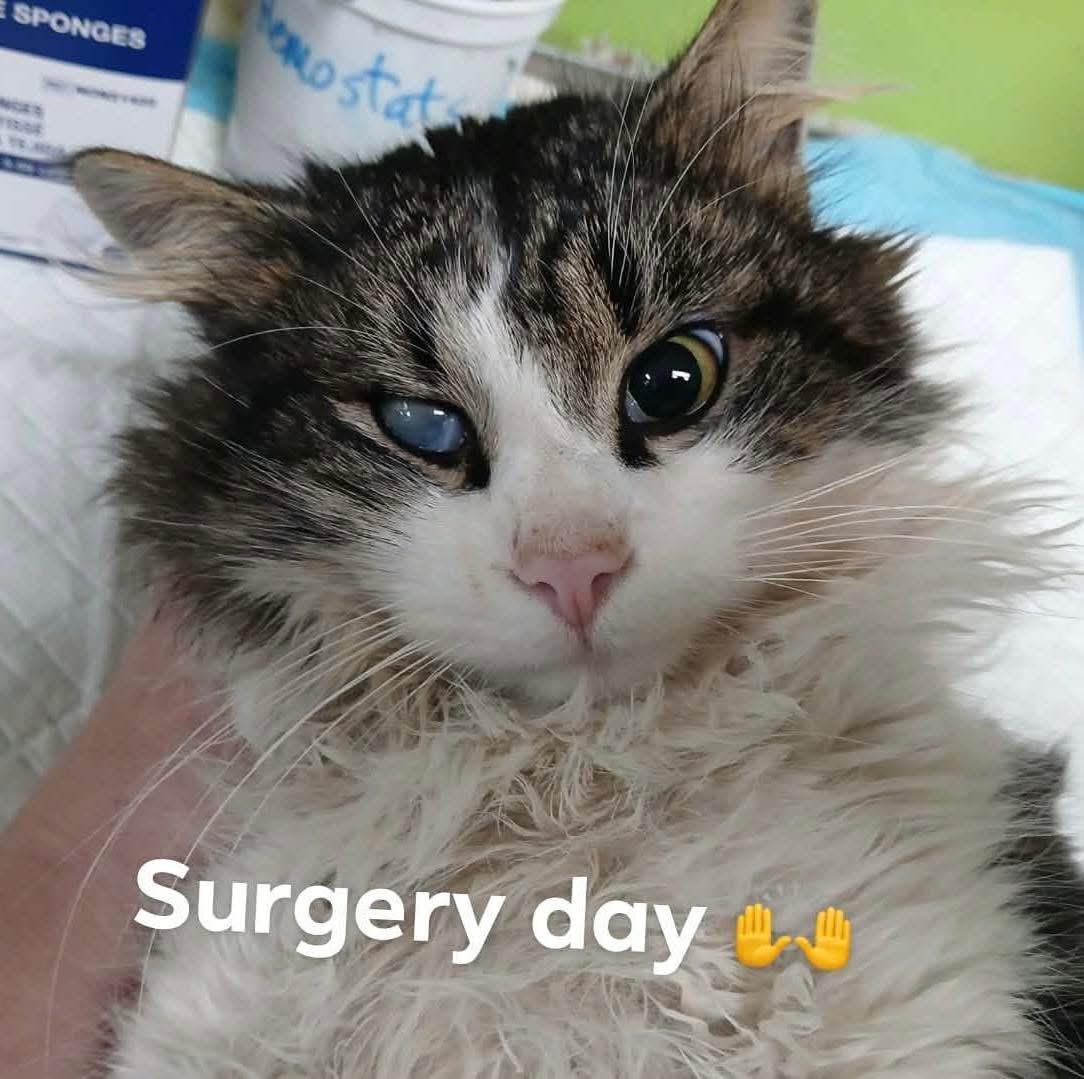 Captain, Adoptable, Adult Male Domestic Long Hair.