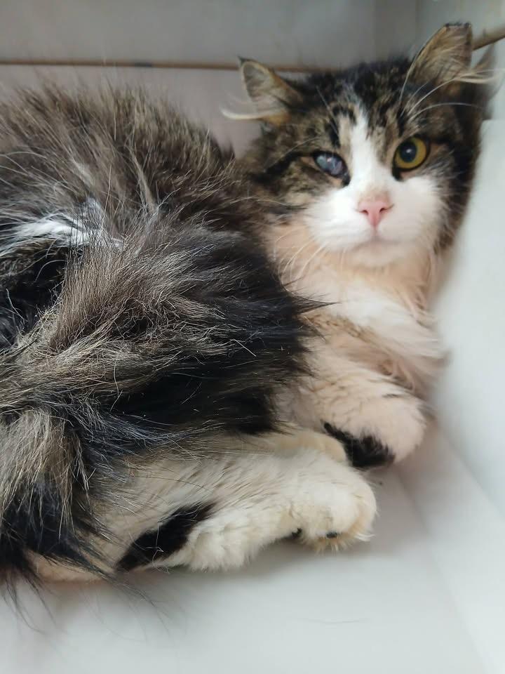 Enlarge Captain, a Adoptable mixed breed in Richmond, KY image 2/2