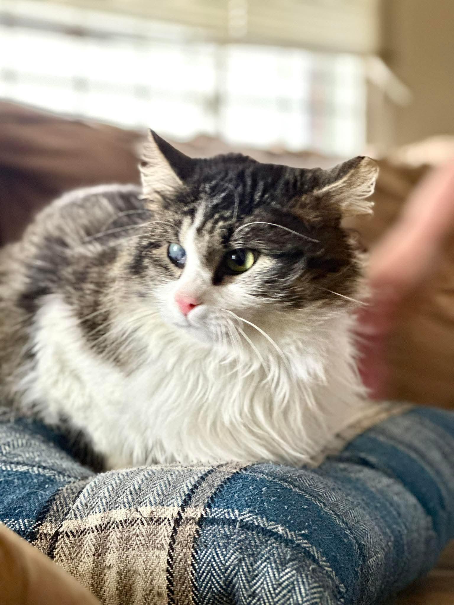 Enlarge Captain, a Adoptable mixed breed in Richmond, KY image 3/4