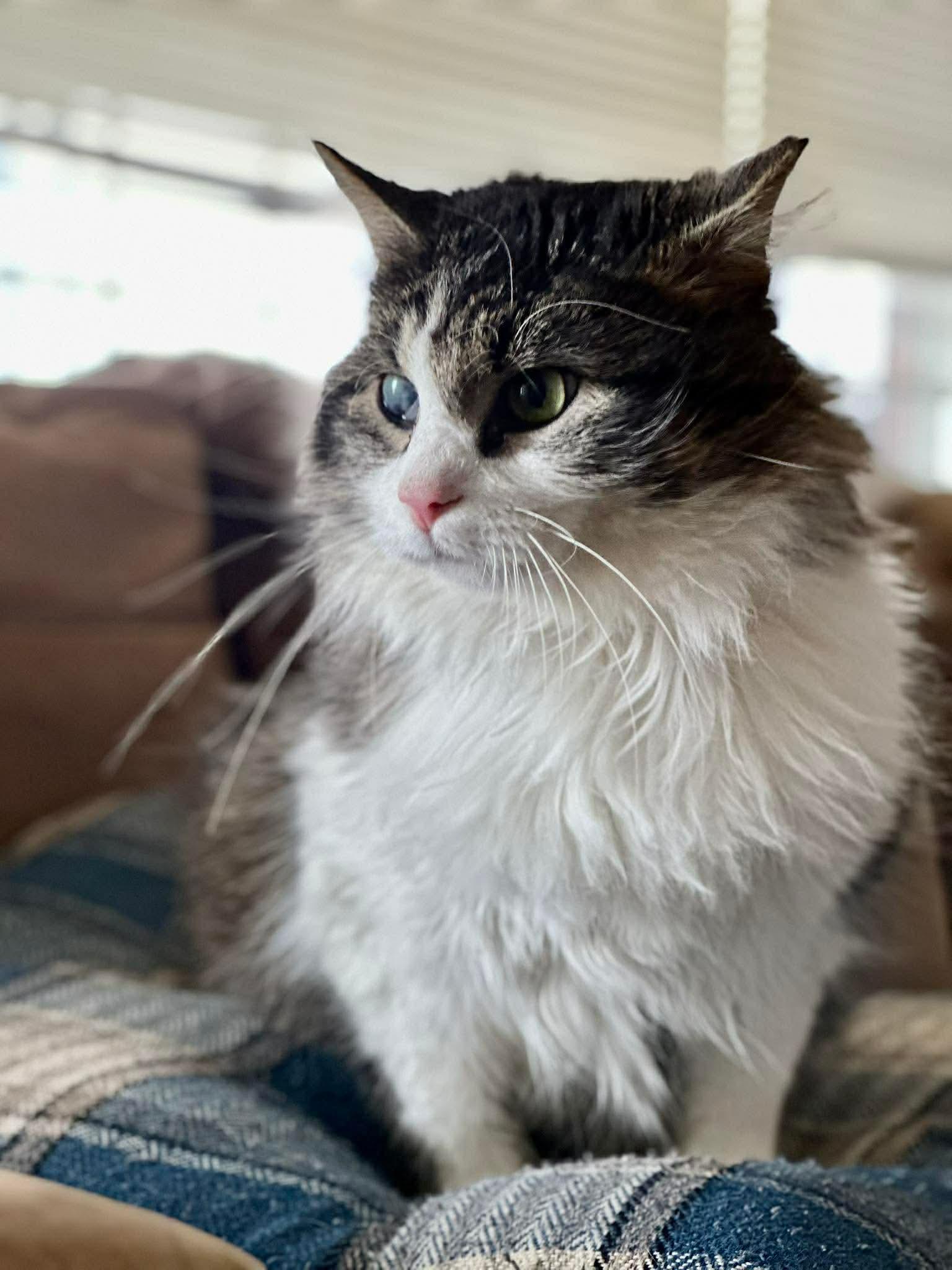 Enlarge Captain, a Adoptable mixed breed in Richmond, KY image 4/4