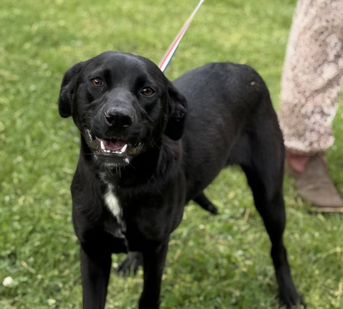 Enlarge Rose, a Adoptable mixed breed in Locust Fork, AL image 1/3
