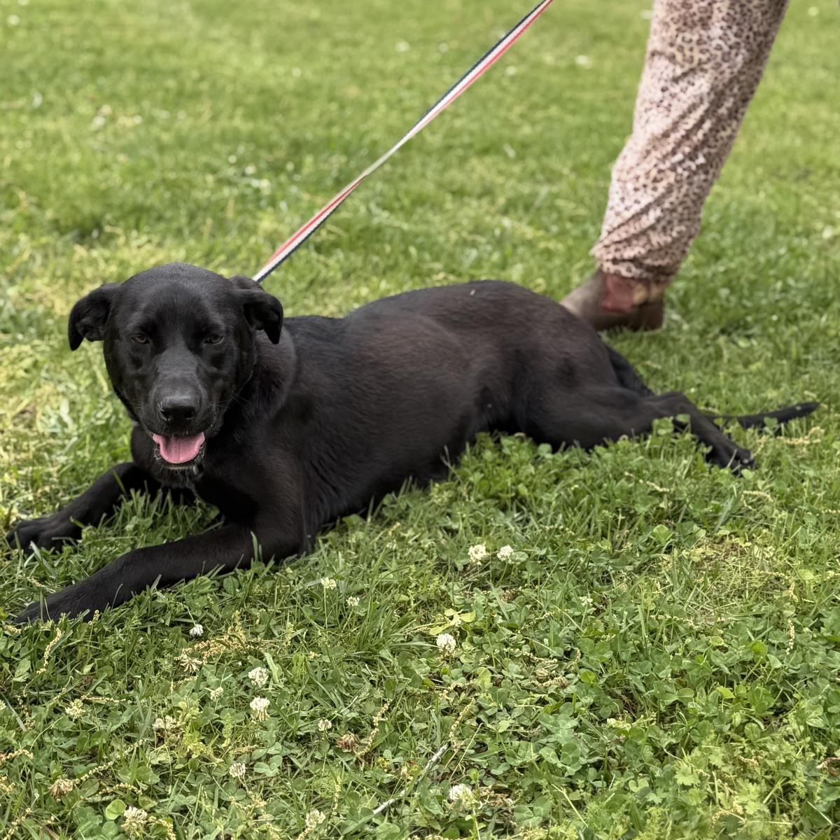 Enlarge Rose, a Adoptable mixed breed in Locust Fork, AL image 2/3