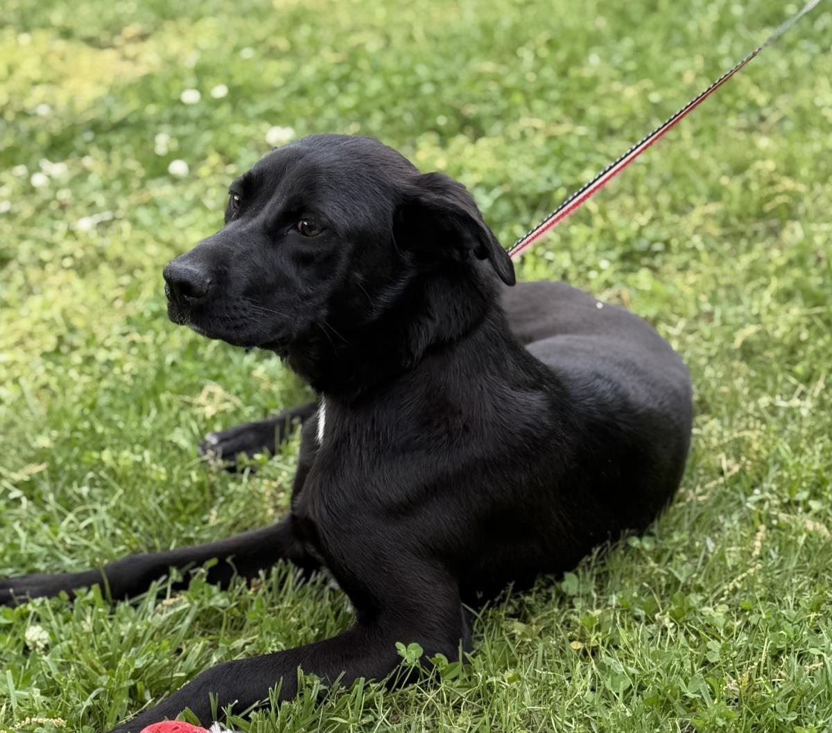 Enlarge Rose, a Adoptable mixed breed in Locust Fork, AL image 3/3