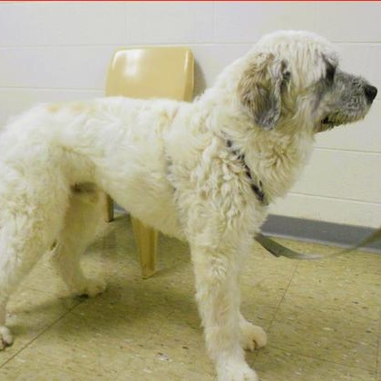 Enlarge Bruiser, an adopted mixed breed in Frederick, MD image 1/2