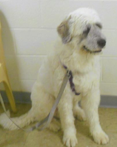 Enlarge Bruiser, an adopted mixed breed in Frederick, MD image 2/2