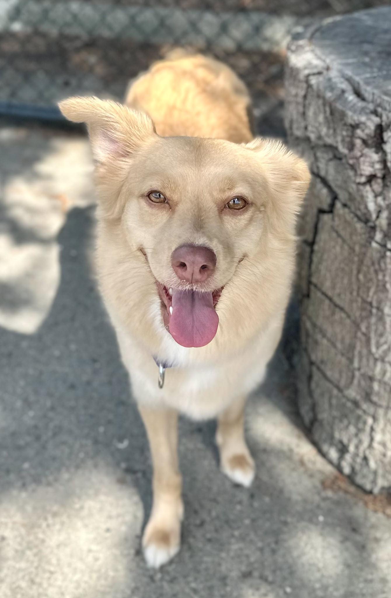Enlarge Taro, a Adopted mixed breed in Berkeley, CA image 2/6