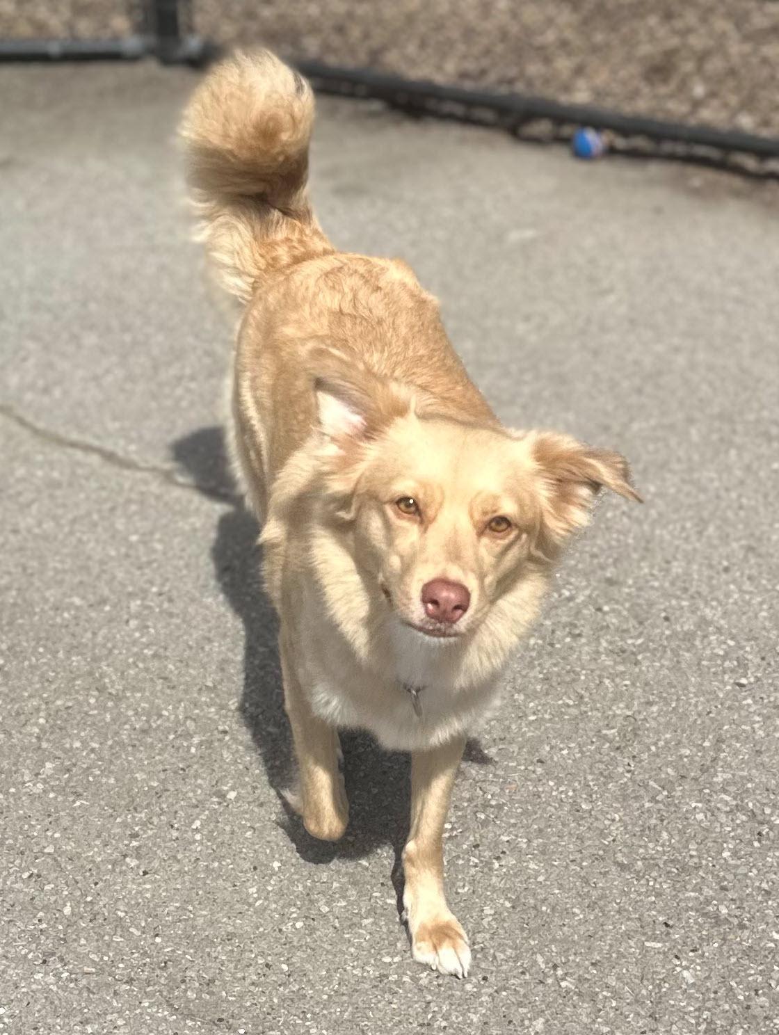 Enlarge Taro, a Adopted mixed breed in Berkeley, CA image 6/6