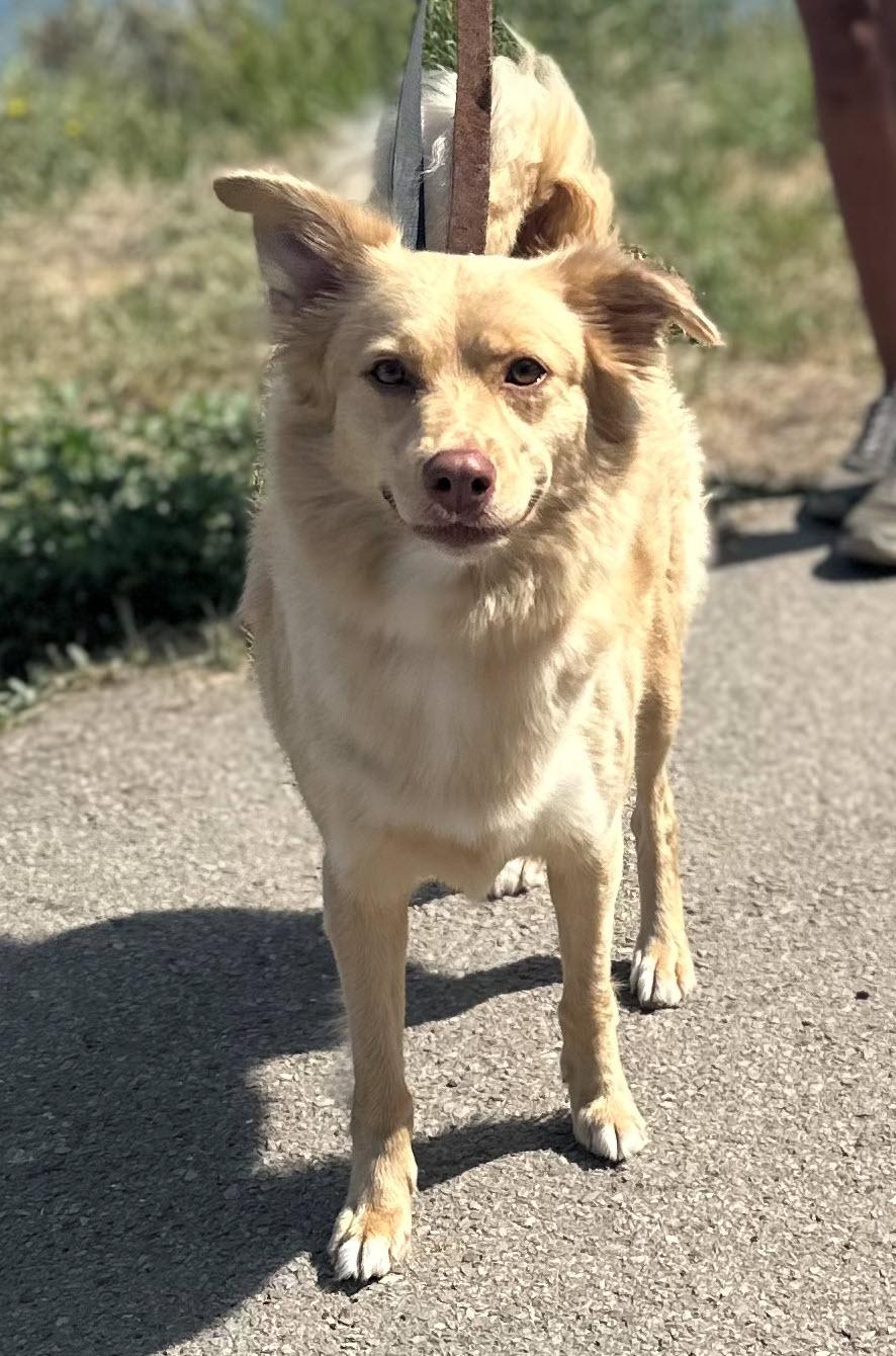 Enlarge Taro, a Adopted mixed breed in Berkeley, CA image 1/6