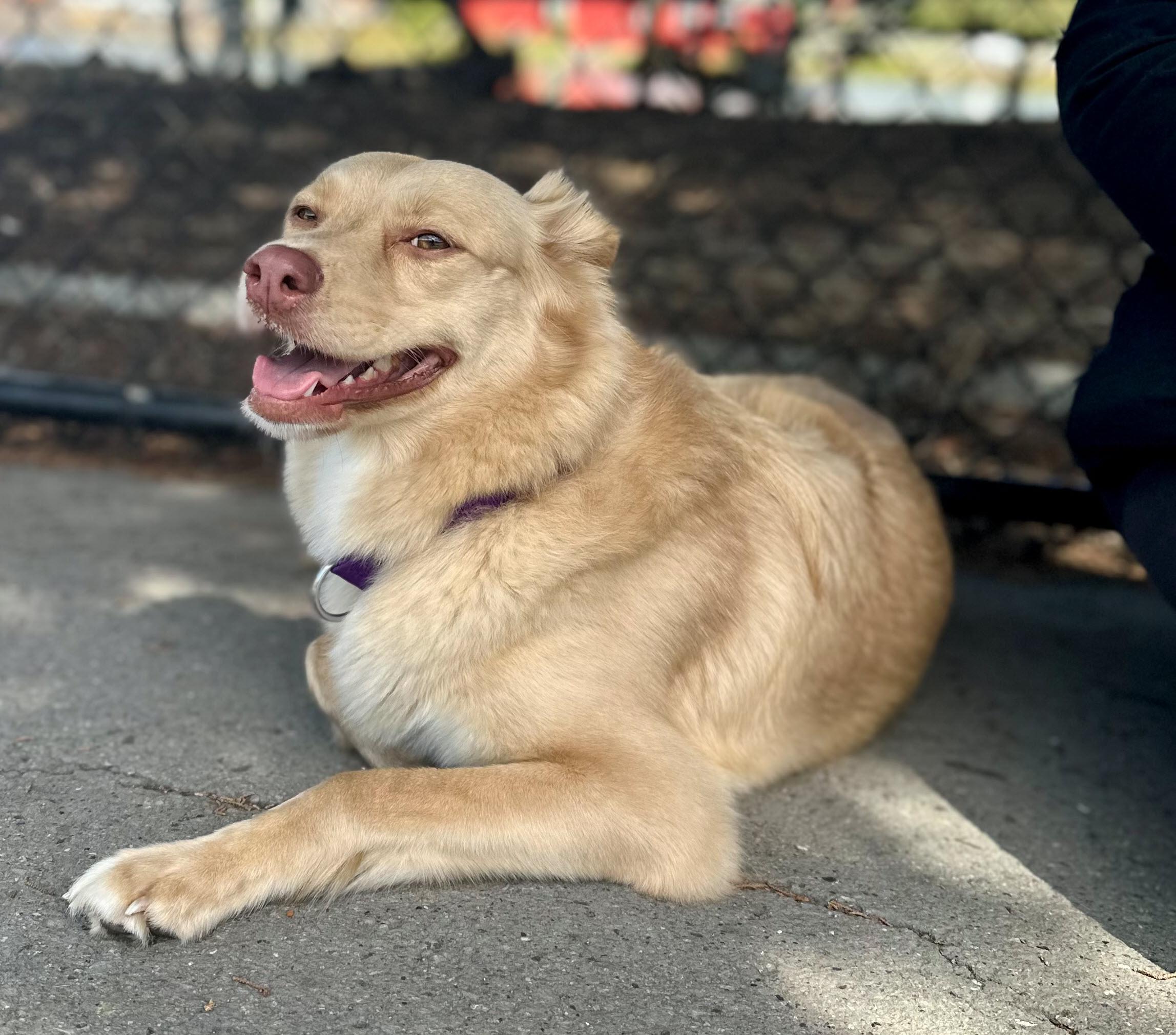 Enlarge Taro, a Adopted mixed breed in Berkeley, CA image 4/6
