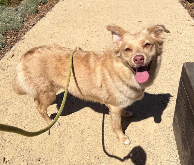 Enlarge Taro, a Adopted mixed breed in Berkeley, CA image 5/6