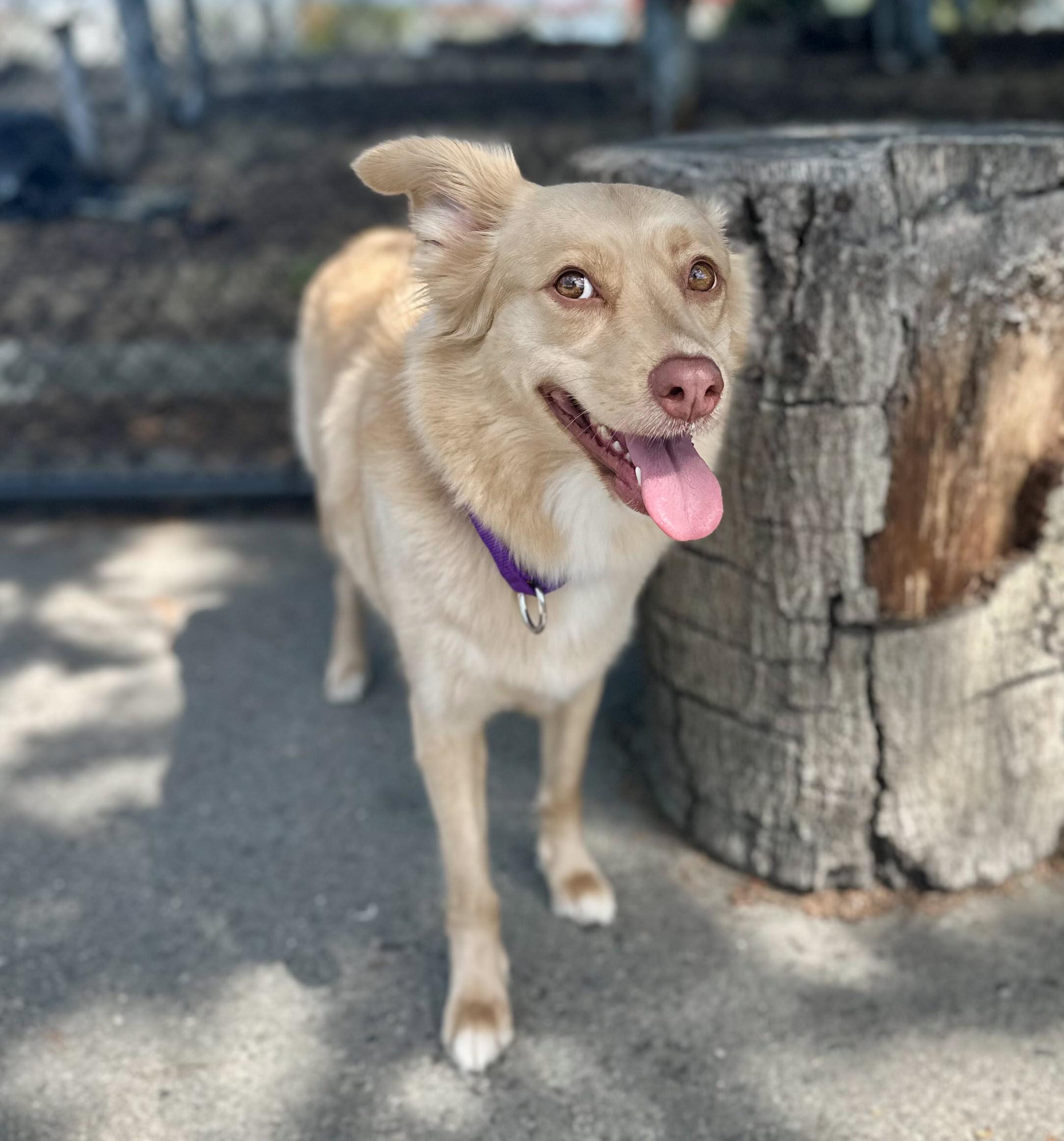 Enlarge Taro, a Adopted mixed breed in Berkeley, CA image 3/6