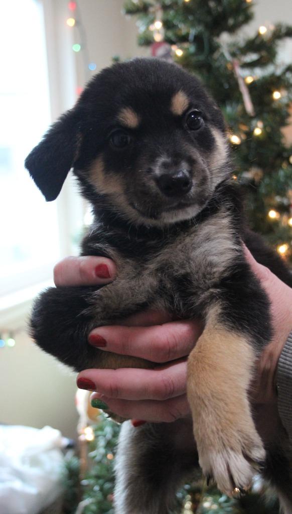 Jingle All the Way, Adoptable, Puppy Female Shepherd & Mixed Breed.