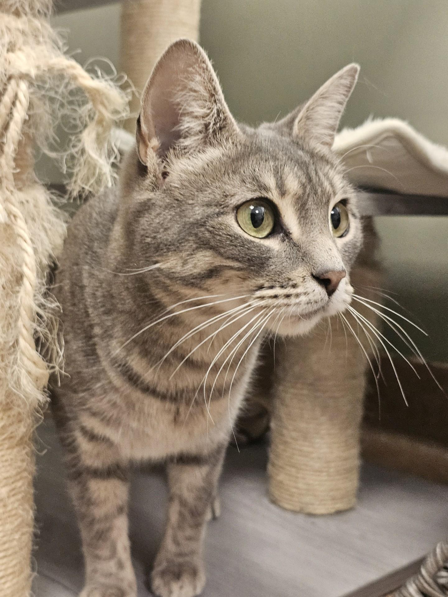 Boopsie, an adoptable Domestic Short Hair in Norwalk, CT image 2/2