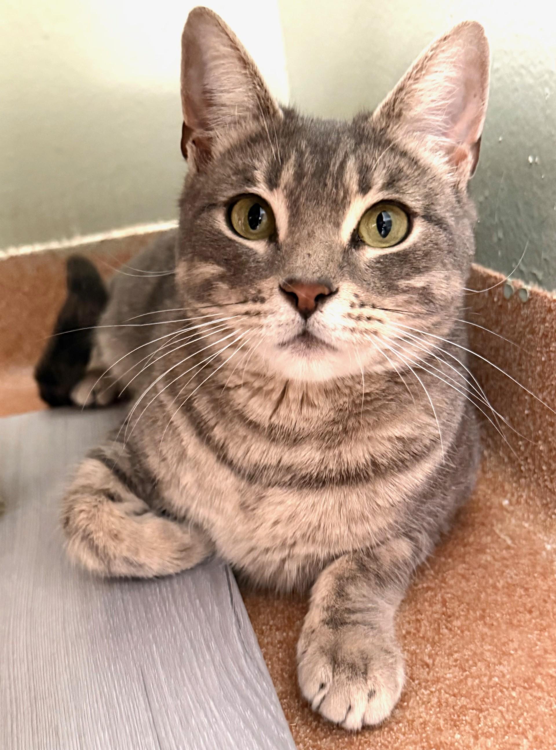 Boopsie, an adoptable Domestic Short Hair in Norwalk, CT image 1/2