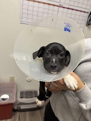 Enlarge Funyun, a Adoptable mixed breed in Norfolk, VA image 1/1