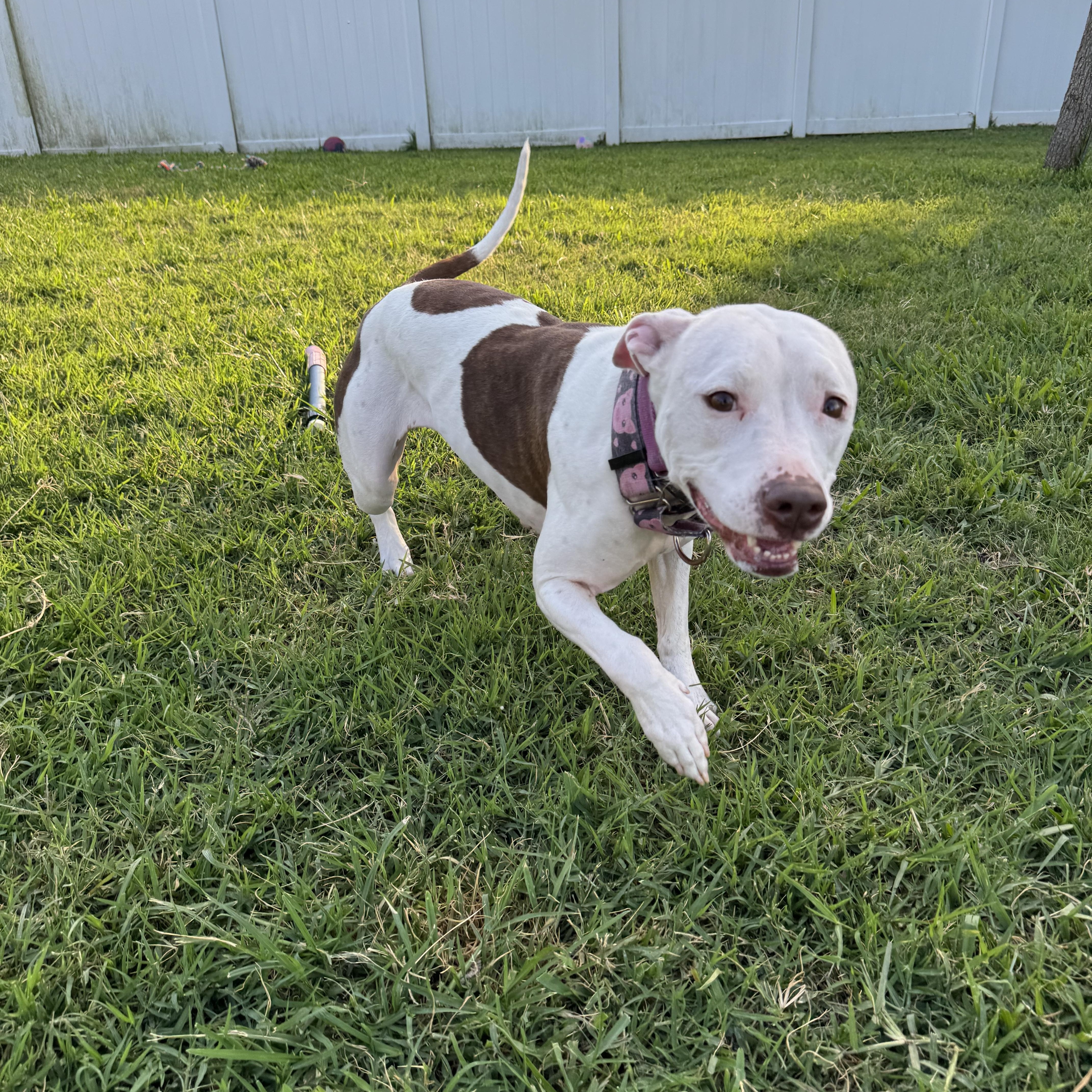 Enlarge Weebo, a ADOPTABLE Pit Bull Terrier in Port Saint Lucie, FL image 3/4