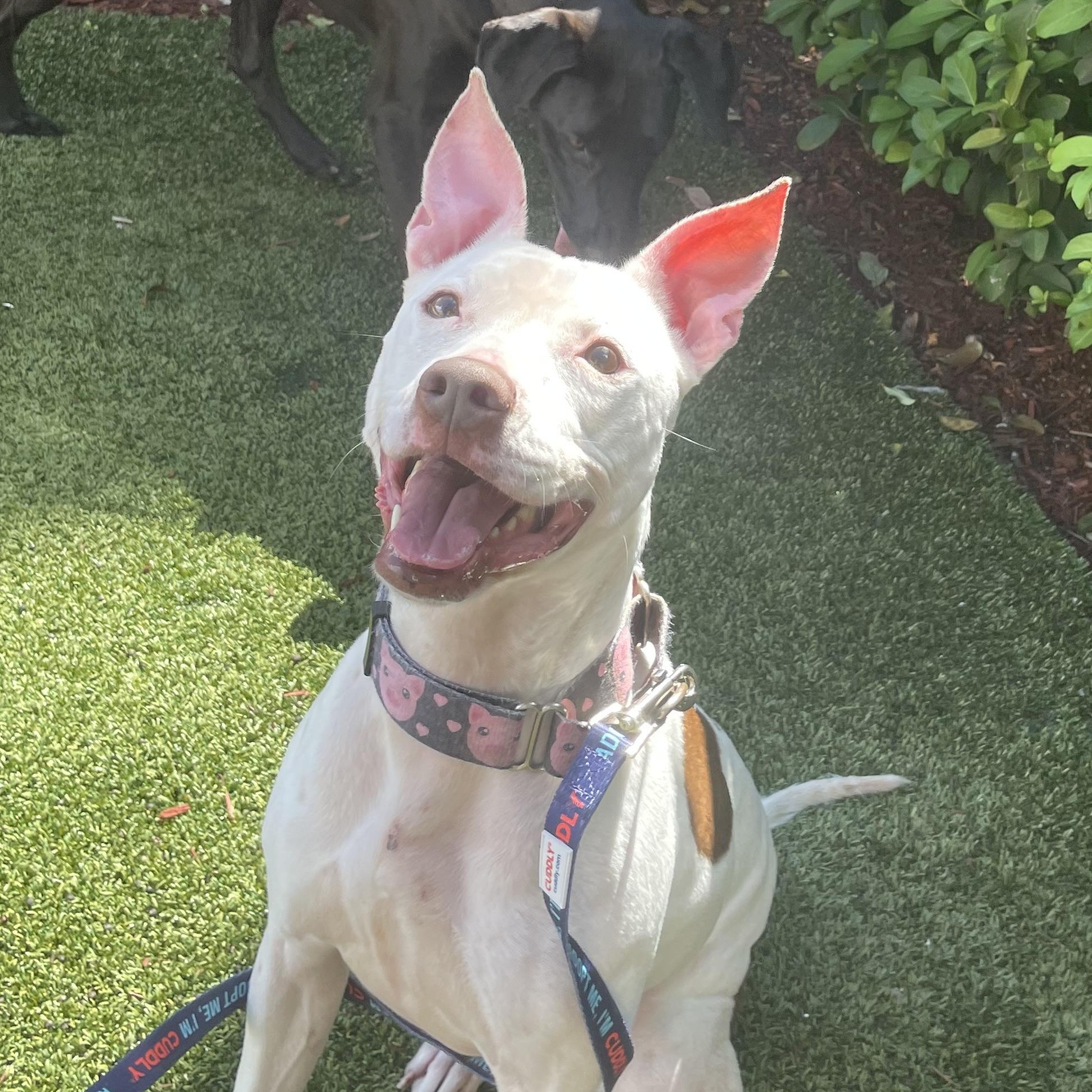 Enlarge Weebo, a Adoptable Pit Bull Terrier in Stuart, FL image 1/6