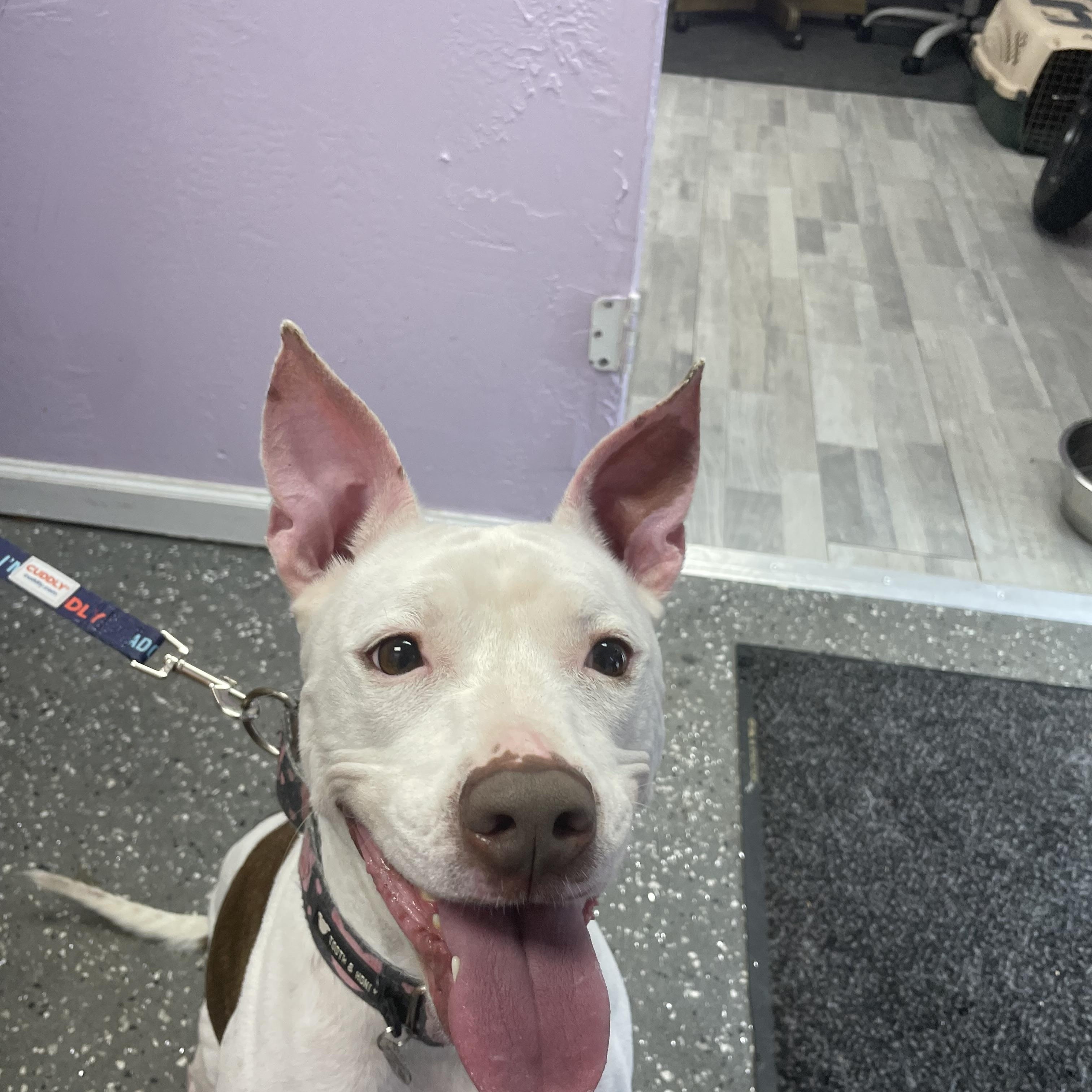 Enlarge Weebo, a Adoptable Pit Bull Terrier in Stuart, FL image 6/6
