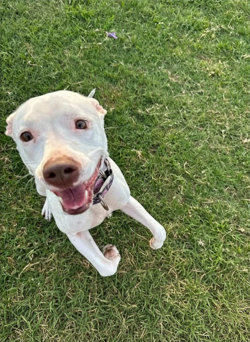 Enlarge Weebo, a ADOPTABLE Pit Bull Terrier in Port Saint Lucie, FL image 4/4