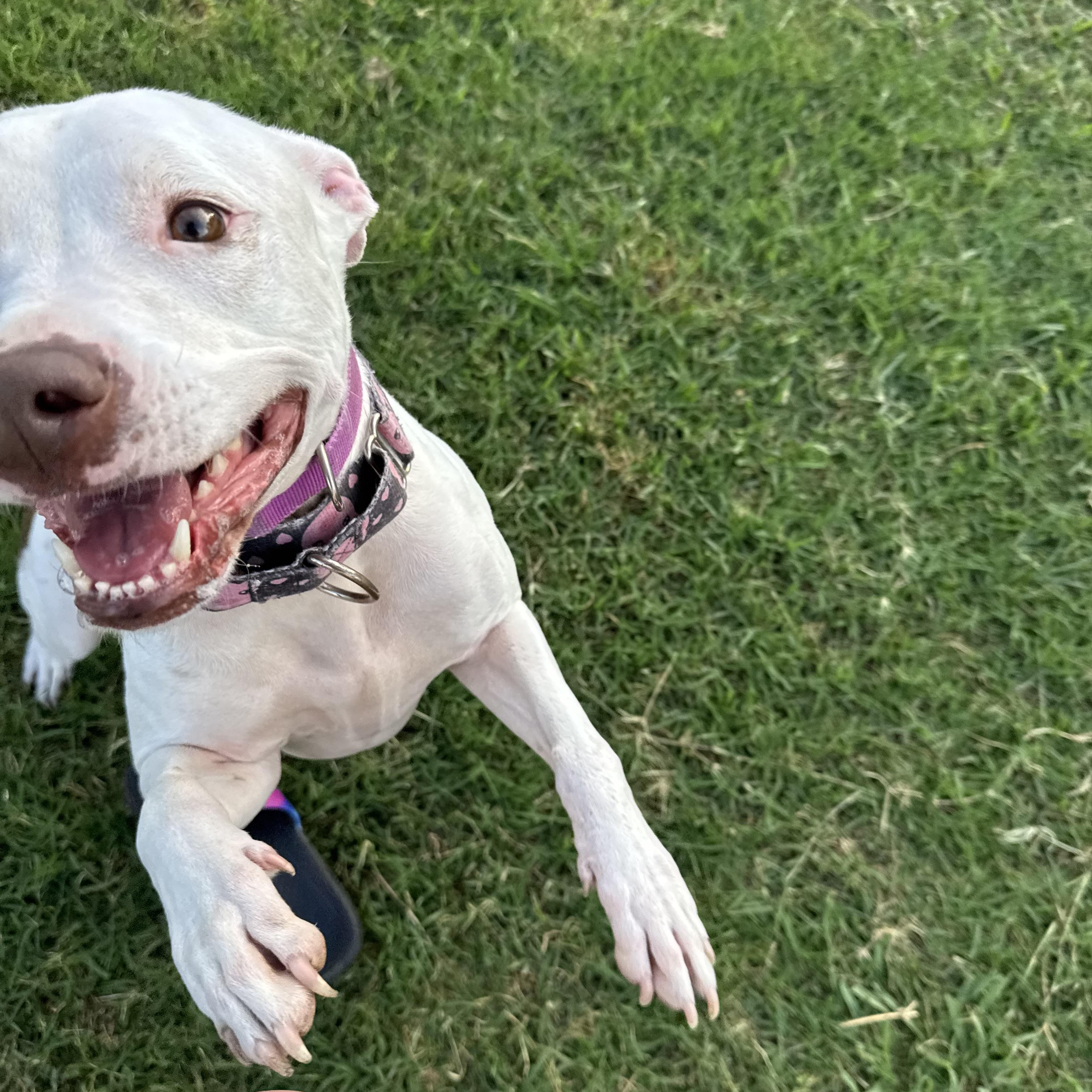 Enlarge Weebo, a ADOPTABLE Pit Bull Terrier in Port Saint Lucie, FL image 2/4