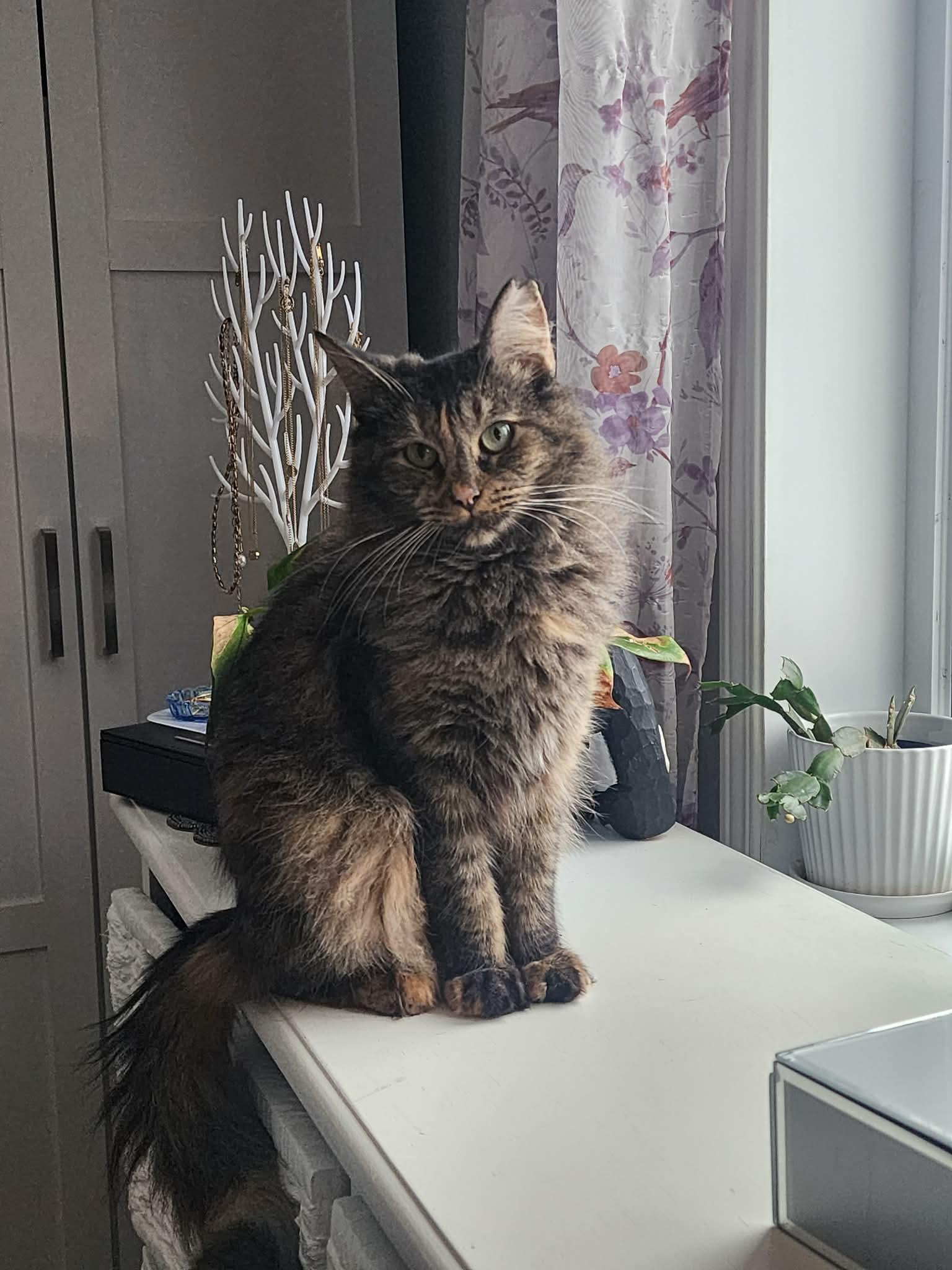 Enlarge Pixelle, a ADOPTABLE Domestic Long Hair in Terrebonne, QC image 3/6