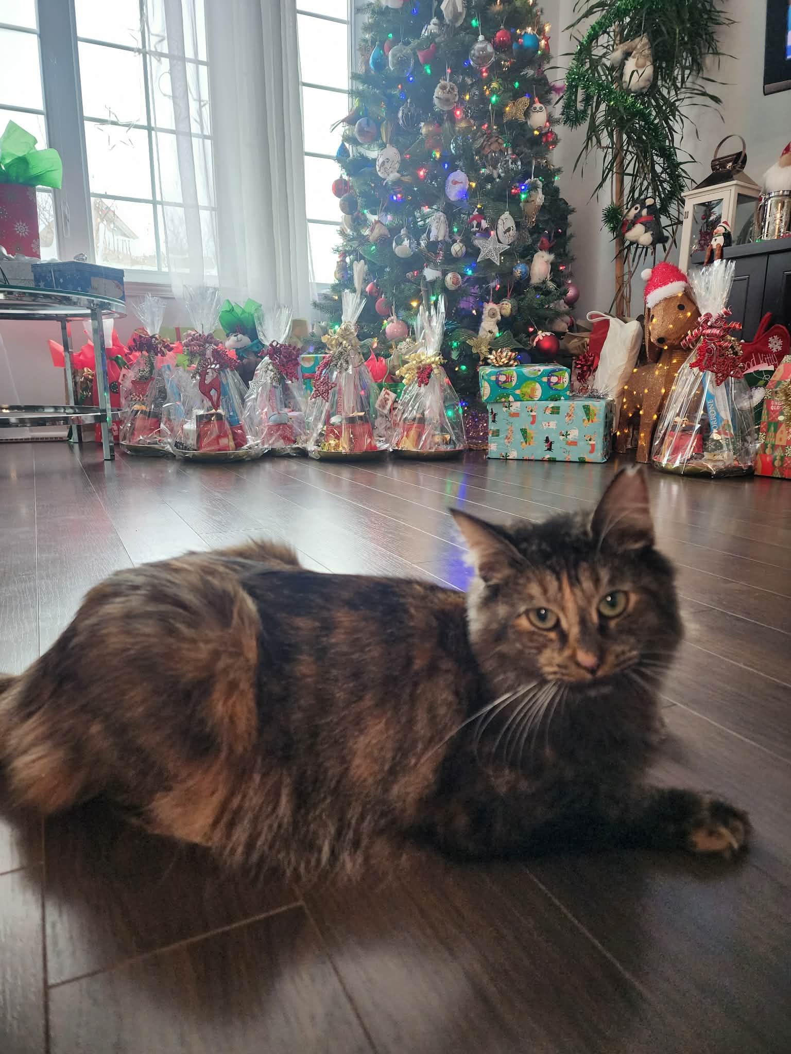 Enlarge Pixelle, a ADOPTABLE Domestic Long Hair in Terrebonne, QC image 4/6