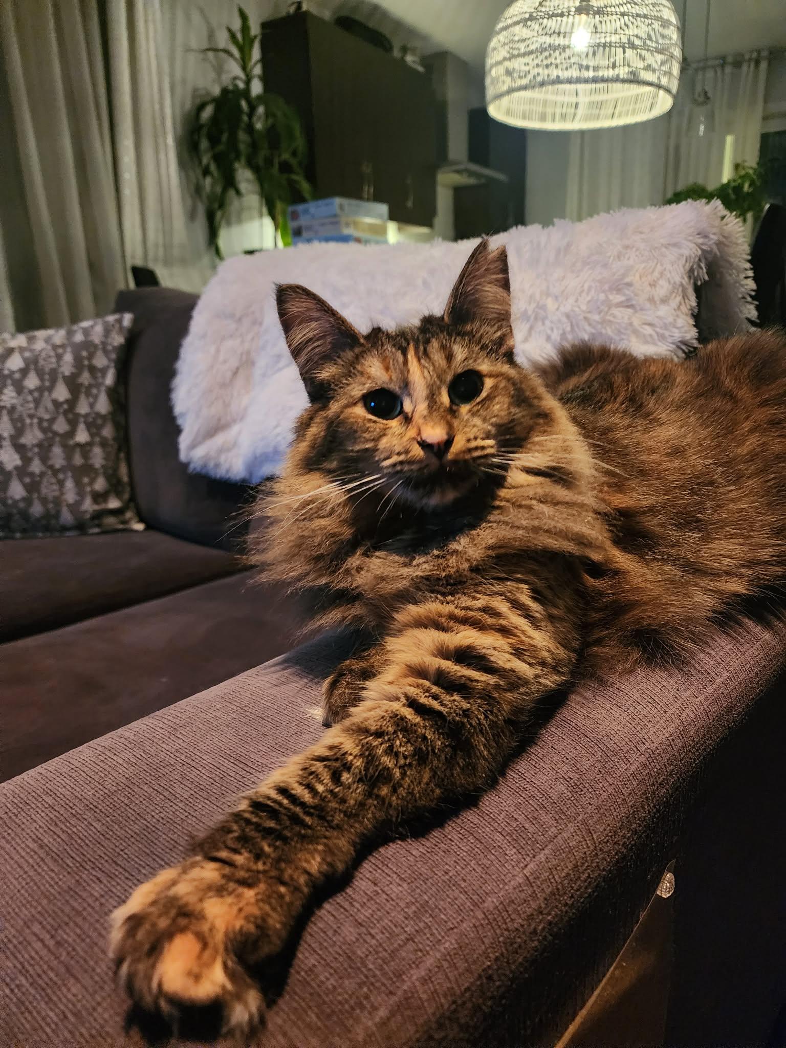 Enlarge Pixelle, a ADOPTABLE Domestic Long Hair in Terrebonne, QC image 1/6