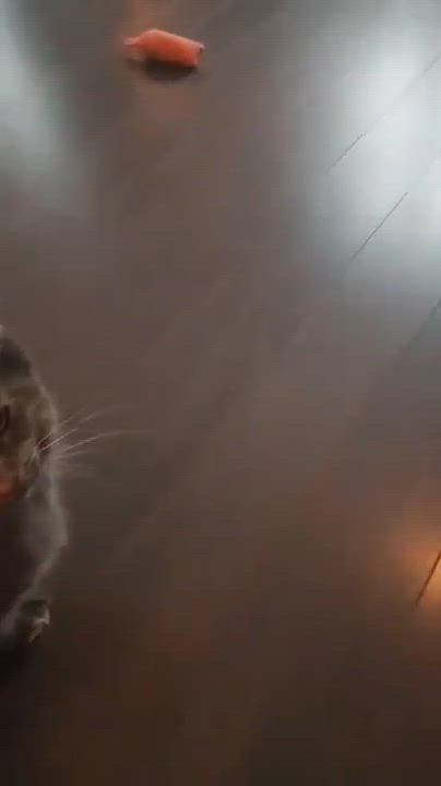 Enlarge Pixelle, a ADOPTABLE Domestic Long Hair in Terrebonne, QC video 5/6