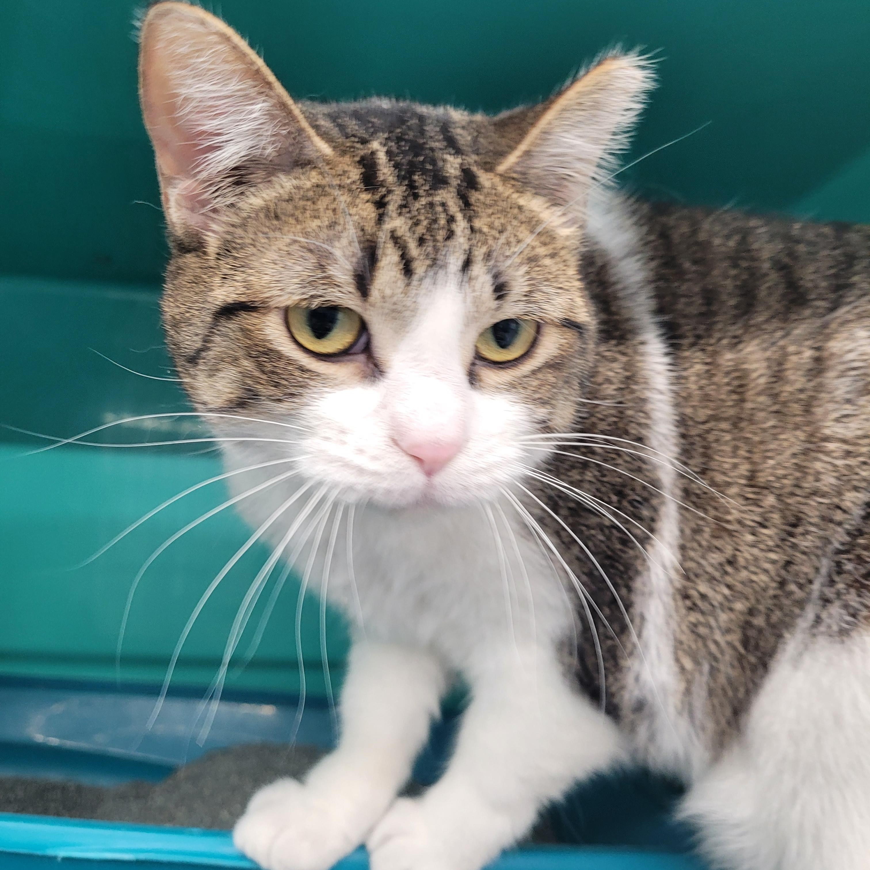 Enlarge Robin, a Adoptable Domestic Short Hair in Morris, MN image 1/1