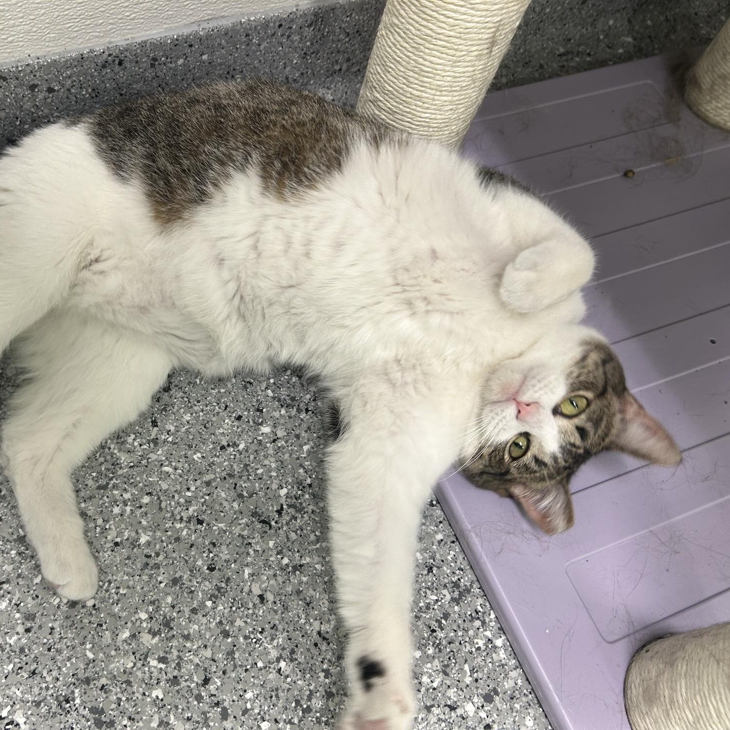 Enlarge Robin, an adopted Domestic Short Hair in Morris, MN image 3/3