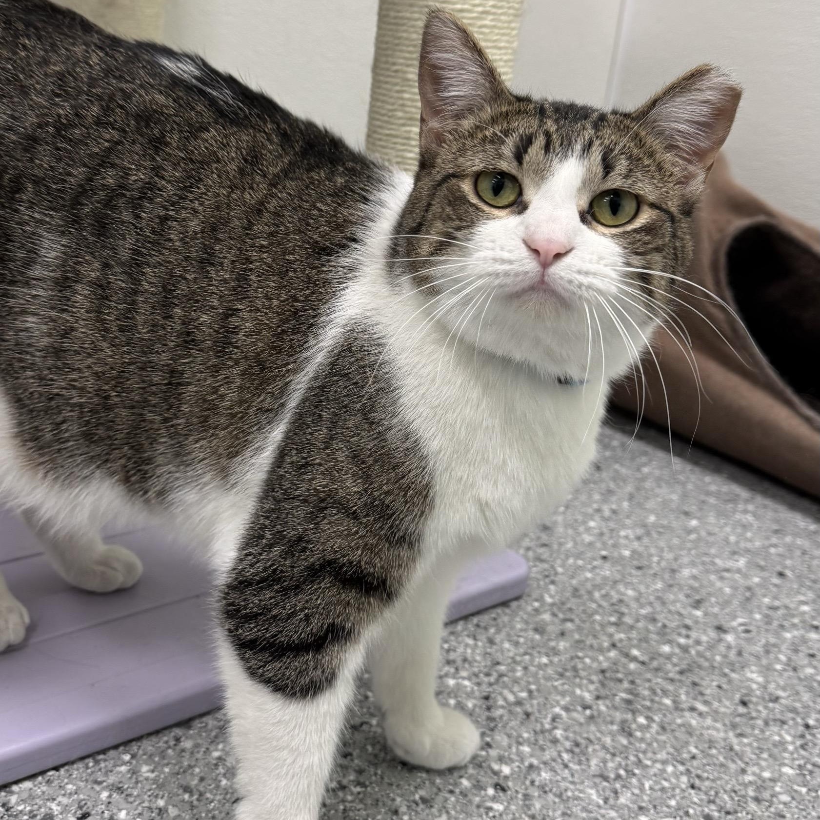 Robin, Adoptable, Adult Female Domestic Short Hair.