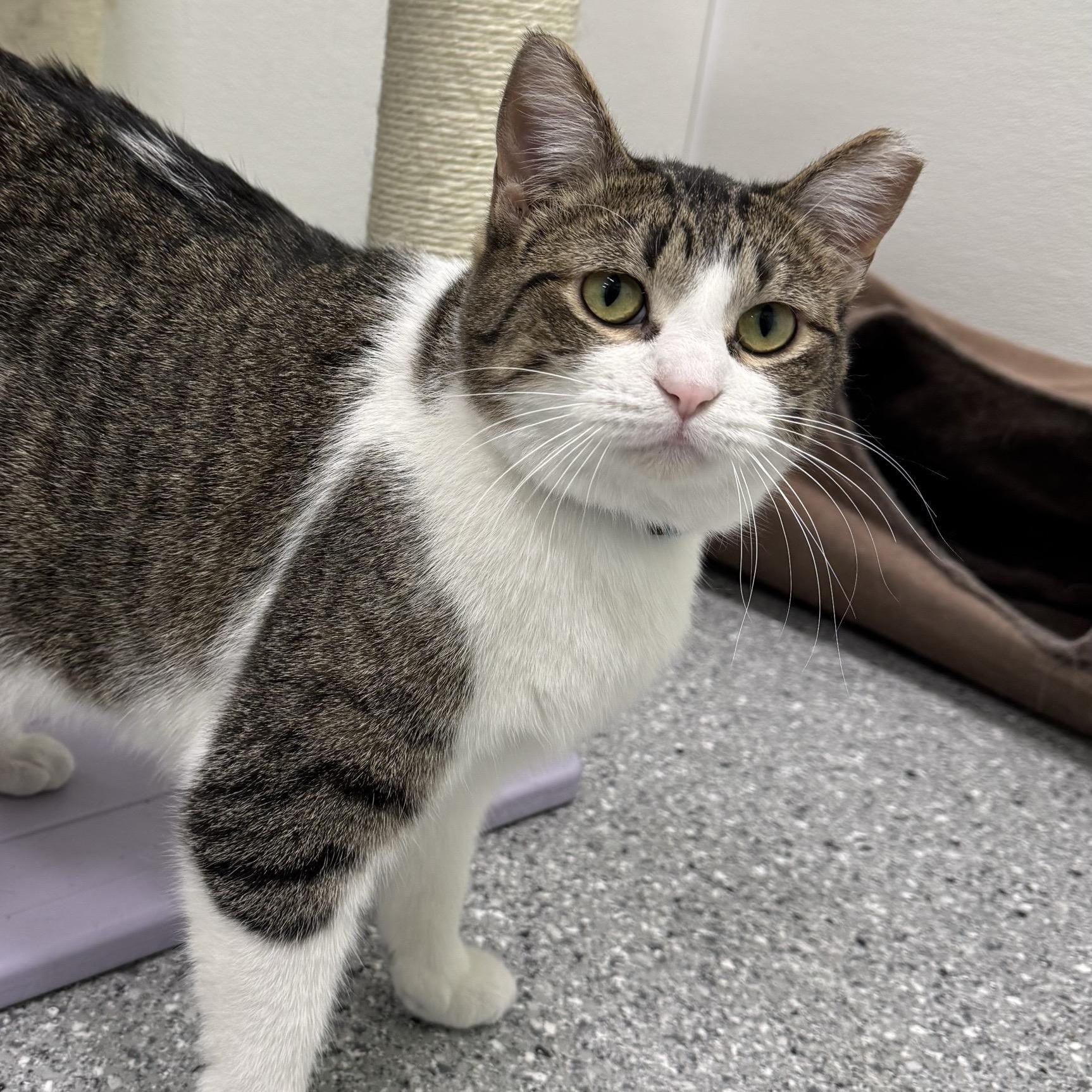 Enlarge Robin, an adopted Domestic Short Hair in Morris, MN image 2/3