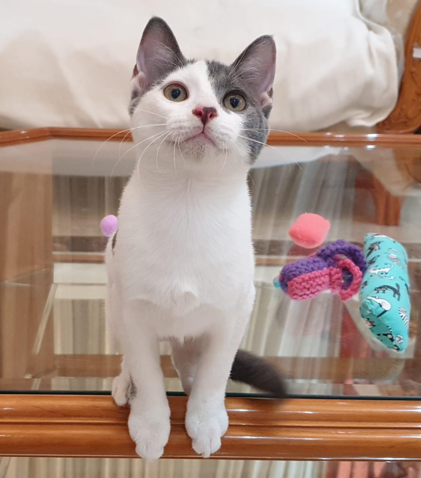 Raindrop, Adoptable, Kitten Female Domestic Short Hair.