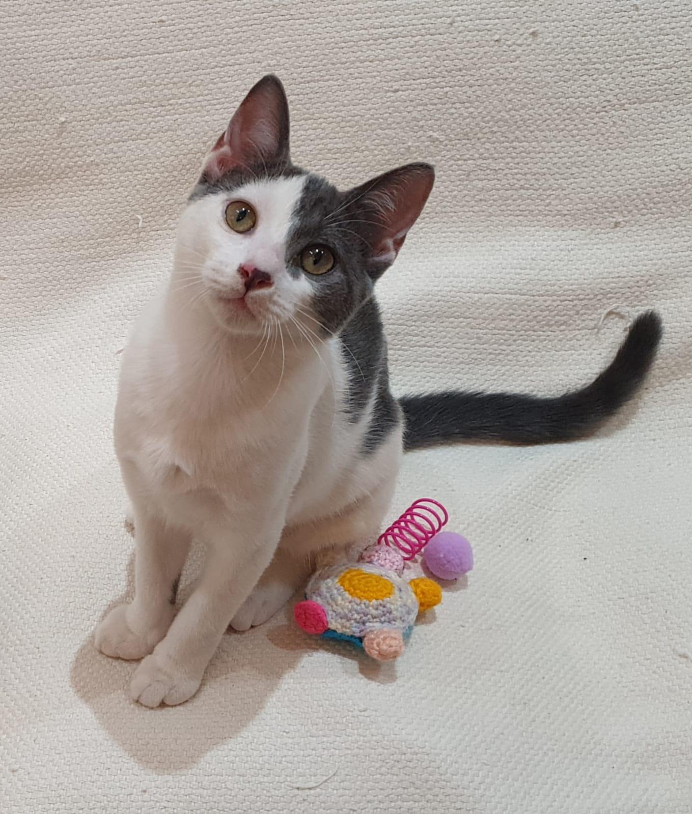 Enlarge Raindrop, a Adoptable mixed breed in North York, ON image 5/5