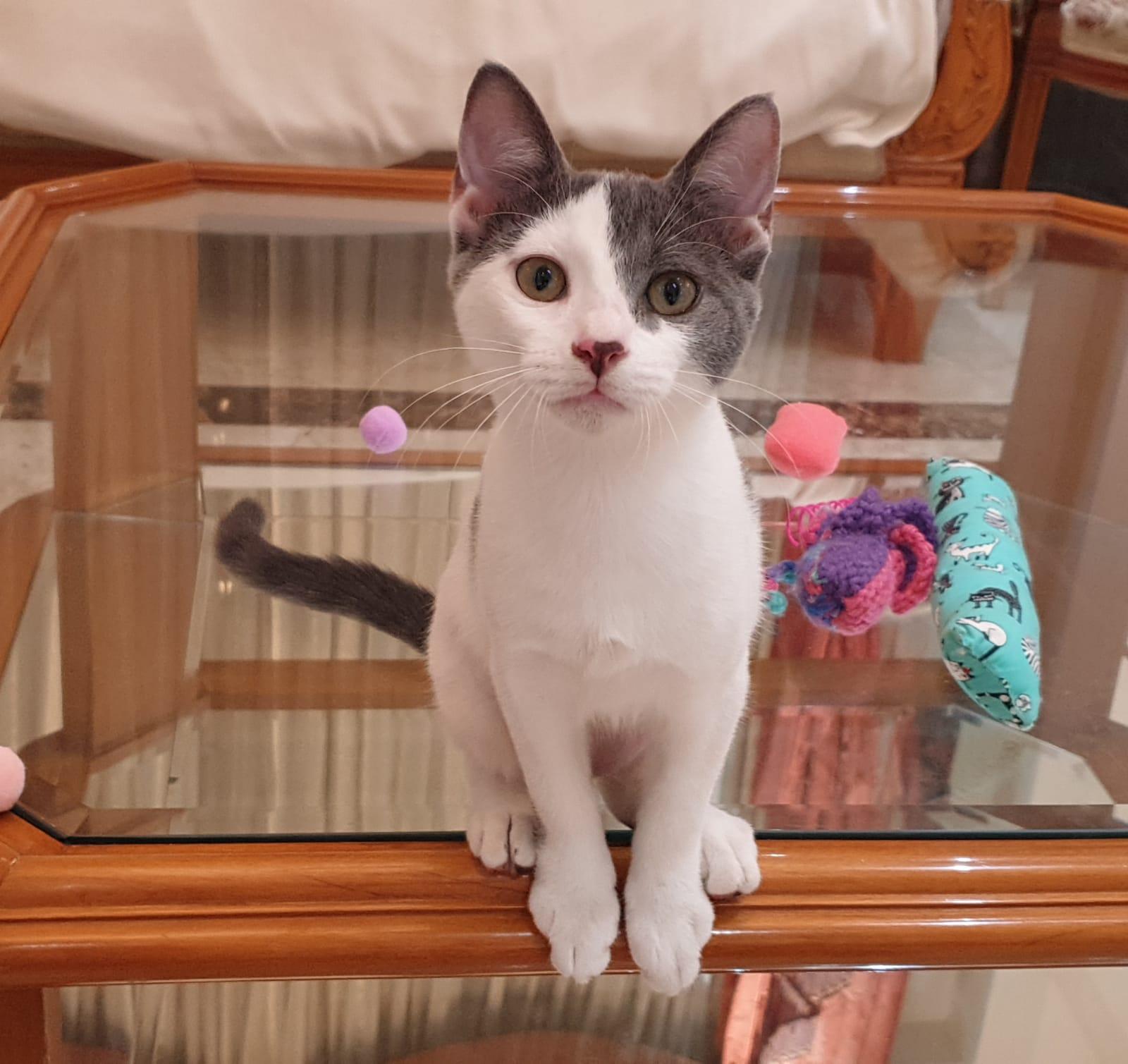 Enlarge Raindrop, a Adoptable mixed breed in North York, ON image 2/5